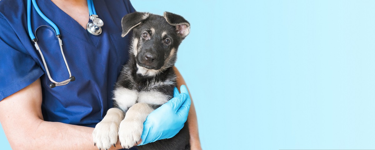 Hvis du mistenker at dyret ditt er sykt, må du oppsøke veterinær og få dyret undersøkt. 